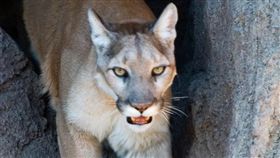 美洲獅,絕種,美國,FWS,Eastern puma(圖/翻攝維基百科)