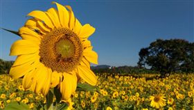 杉林區公所打造向日葵迷宮。（圖／翻攝自高雄市杉林區公所FB）