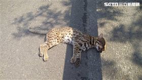 農委會,特生中心,高公局,石虎,野生動物,小草,環保