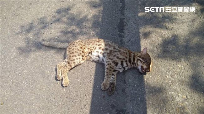 二度遭路殺…石虎小草給我們深刻省思