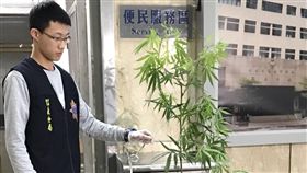 台北一名吳姓男大生帶大麻種子回家種，種到180公分高(圖/翻攝畫面)