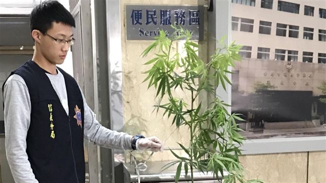 種出180公分大麻花　男販毒遭逮！
