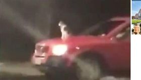 貓，引擎蓋，兜風，車／（圖／翻攝自OregonLive）