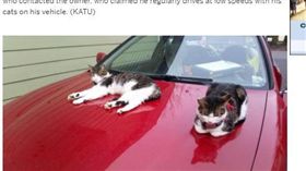 貓，引擎蓋，兜風，車／（圖／翻攝自OregonLive）