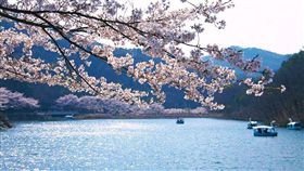 ▲晉州河東石里櫻花路。（圖／Tripbaa趣吧！達人帶路）