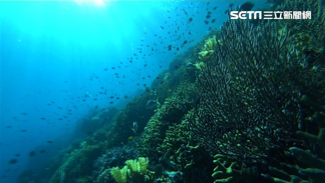 非台灣鯛！吃「致夢之魚」叉牙鯛如迷幻劑