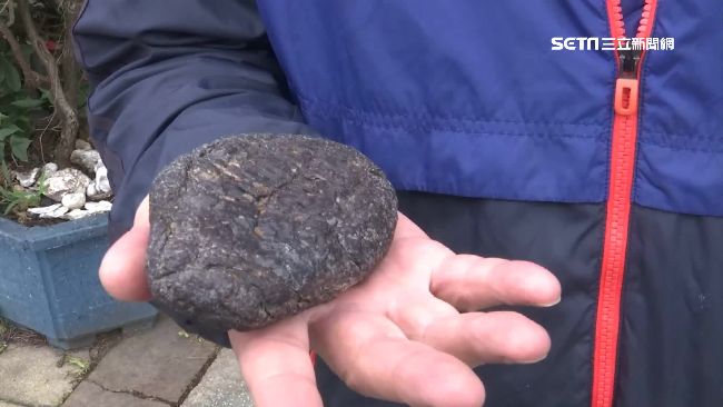 捕獲超大旗魚　驚現「魚寶」似龍涎香