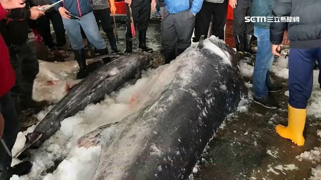 旗魚嘴開開亡　剖開驚見罕見魚中魚