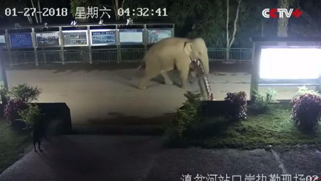 比旅蛙還任性！陸象越邊境到寮國遊玩