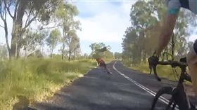 澳洲,昆士蘭,袋鼠,踹飛（圖／翻攝自YouTube）