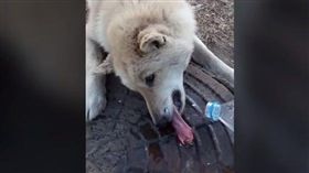俄羅斯白狗舌頭黏在人孔蓋上。（圖／翻攝自
New News YouTube）