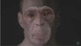 猩猩人、混種、黑猩猩／翻攝自ouroboros3712　YouTube

