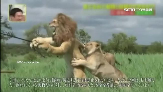 拚收視玩過頭！日諧星「惹獅咬」被罵