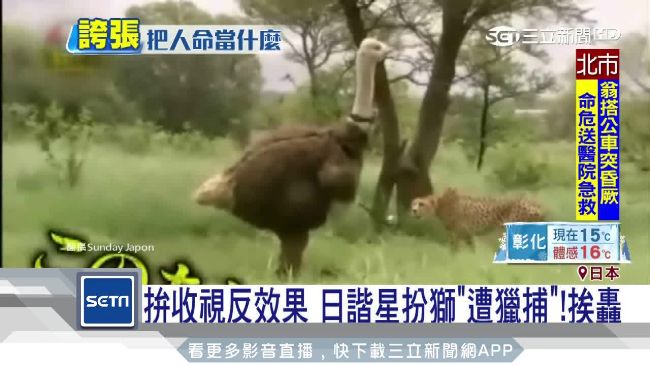 搏命演出 日諧星扮動物 親密接觸 遭肉食猛禽狠抓狂咬 娛樂星聞 三立新聞網setn Com