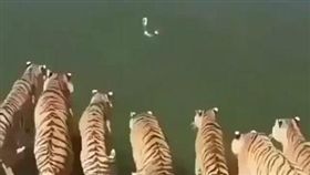 寵物,老虎,水鳥,大貓,狩獵,跳水　圖／翻攝自ig