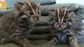 石虎,家貓,寵物,保育類,野放,中國　圖／翻攝自梨視頻