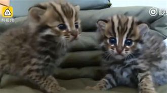 撿小貓回家養　上網發問才知是保育類