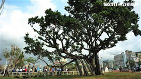 高雄三民區榕樹公園　圖／翻攝自高雄款臉書