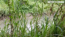 台北市桂林路水門外停車場旁樹叢驚傳老翁上吊身亡（翻攝畫面）