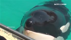 史上第一隻! 虎鯨竟會開口