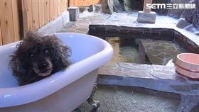 日本十大寵物友善旅宿。（圖／樂天旅遊提供）