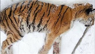 牙痛爆了！老虎哀號「敲門」求救人類