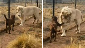 獅子,狗,親密,朋友,哥兒們,毛孩,動物
（圖／翻攝自YouTube）