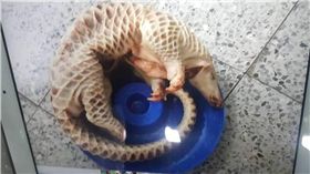 穿山甲,走私,馬來西亞,高雄,退運,保育類　圖／翻攝畫面