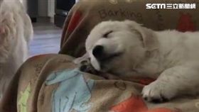 黃金獵犬,狗,毛小孩（圖／翻攝Instagram tuckerandanniewhitegoldens）