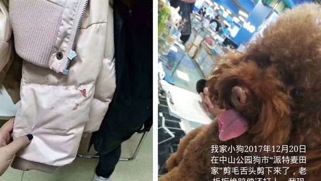 送愛犬去剪毛　回來舌頭缺一角