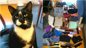 內衣褲,紐西蘭,貓,小偷,胸罩,內褲,Ed Williams　圖／翻攝自紐西蘭先鋒報