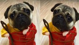 巴哥,狗,毛孩,汪星人,和尚,僧侶,變裝　圖／翻攝自臉書