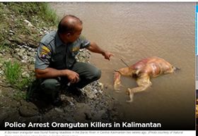 瀕危猩猩遭虐殺！斬首、拔毛、槍擊樣樣來　兇竟辯「自衛」
圖/翻攝自Jakarta Globe 