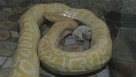 大陸有網友爆出，河南平頂山河濱公園動物園用小狗餵蟒蛇，在蟒蛇展示區中，可看到幼犬縮在角落不停哭喊，讓不少其他網友看後議論紛紛。對此，河濱公園動物園工作人員表示，這是私人承包的動物館所為，跟動物園沒有關係，目前園方已經制止。（圖／翻攝自微博）
