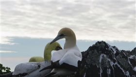 世上最孤獨鳥離世　愛護「水泥女伴」至死不渝