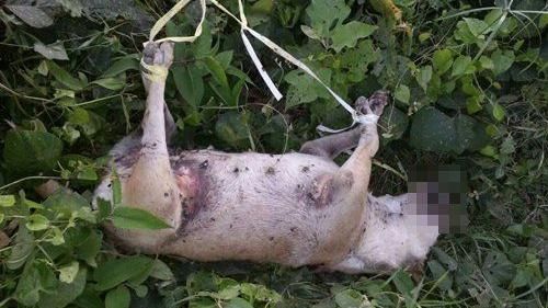 懷孕母狗遭人瘋狂性侵　四肢被綁慘死
