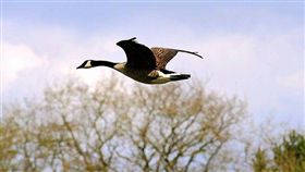 美國,打獵,狩獵,馬里蘭,加拿大雁,意外　圖／翻攝自pixabay