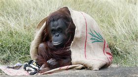 好冷　紅毛猩猩穿麻布袋披風保暖入冬首波寒流發威，全台各地低溫頻傳，高雄市壽山動物園的紅毛猩猩10日也躲入園方準備的麻布袋披風抵擋寒意，惹人憐愛。圖文╱中央社記者董俊志　107年1月10日