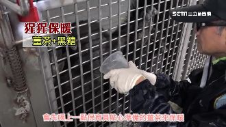 動物怎禦寒？黑猩猩「蓋布袋」喝薑湯