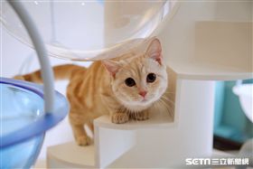 貓的生活提案,貓咖啡廳,小貓,貓咪。（圖／記者簡佑庭攝）