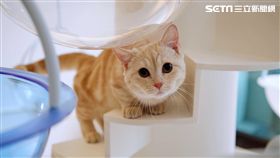 貓的生活提案,貓咖啡廳,小貓,貓咪。（圖／記者簡佑庭攝）