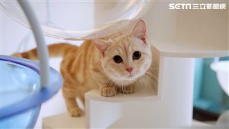 超萌貓咪陪吃飯　羅東新開幕貓咖啡廳