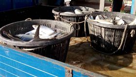 雲嘉養殖漁業寒害受創　籲中央啟動救助雲林、嘉義魚塭文蛤混養池的虱目魚不敵寒流肆虐死亡，雲林縣政府14日呼籲中央啟動漁業寒害災損救助機制。（雲林縣政府提供）中央社記者葉子綱傳真　107年1月14日