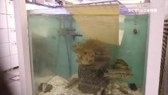 花蓮破紀錄28震　氣象局：前所未見