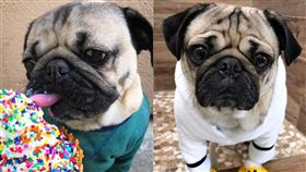 國際巨星巴哥犬「道格」，可愛模樣吸引320萬粉絲追蹤。（組合圖／翻攝自itsdougthepug IG）