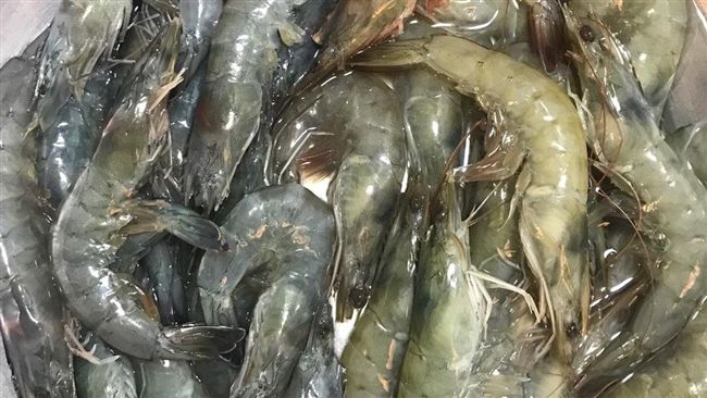 買蝦疑被魚目混珠　「蝦王」神分析