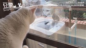 貓鴿大戰！宿敵鴿「烙人」