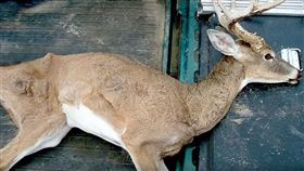 慢性消耗型疾病,殭屍,鹿,加拿大,美國,傳染,鹿肉 圖/翻攝自
TomoNews US YouTube