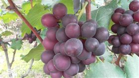 尾牙大獎送葡萄，員工全傻眼。（圖／翻攝百度百科）