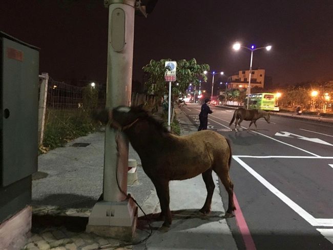 「脫韁野馬」逛大街⋯警開車護送回家